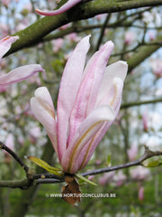 Magnolia 'Ricki' - Heester - Hortus Conclusus  - 8