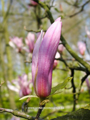 Magnolia 'Ricki' - Heester - Hortus Conclusus  - 9