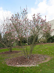 Magnolia 'Ricki' - Heester - Hortus Conclusus  - 10