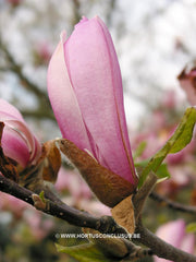 Magnolia 'Ricki' - Heester - Hortus Conclusus  - 11