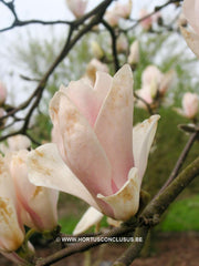 Magnolia 'Rouged Alabaster' - Sierboom - Hortus Conclusus  - 1