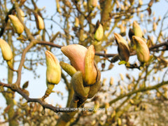 Magnolia 'Rouged Alabaster' - Sierboom - Hortus Conclusus  - 2