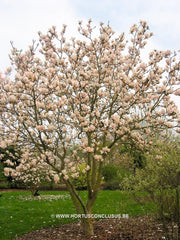 Magnolia 'Rouged Alabaster' - Sierboom - Hortus Conclusus  - 3