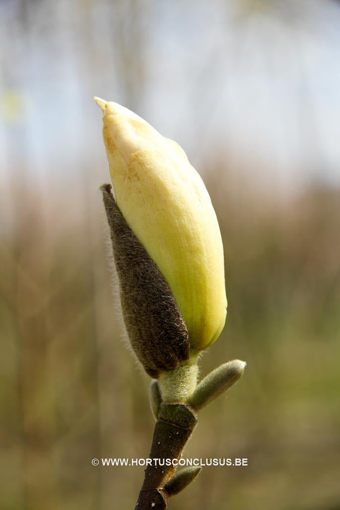 Magnolia 'Royal Flush' - Sierboom - Hortus Conclusus  - 1