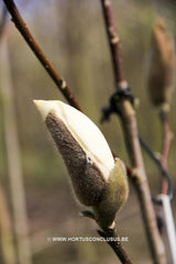 Magnolia 'Royal Flush' - Sierboom - Hortus Conclusus  - 2