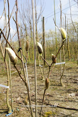 Magnolia 'Royal Flush' - Sierboom - Hortus Conclusus  - 3