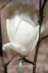 Magnolia 'Royal Flush' - Sierboom - Hortus Conclusus  - 4