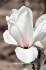 Magnolia 'Royal Flush' - Sierboom - Hortus Conclusus  - 5