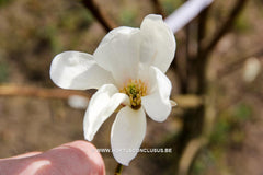 Magnolia salicifolia 'Windsor Beauty' - Sierboom - Hortus Conclusus  - 2