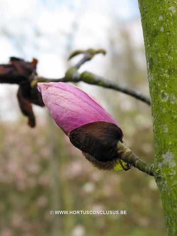 Magnolia 'Sangreal'