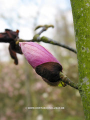 Magnolia 'Sangreal' - Heester - Hortus Conclusus  - 1