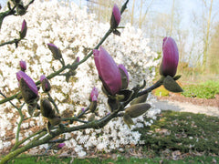 Magnolia 'Sangreal' - Heester - Hortus Conclusus  - 2