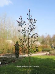 Magnolia 'Sangreal' - Heester - Hortus Conclusus  - 3