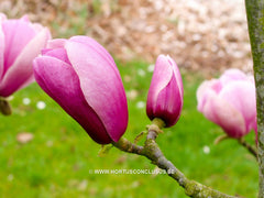 Magnolia 'Sangreal' - Heester - Hortus Conclusus  - 4