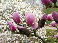 Magnolia 'Sangreal' - Heester - Hortus Conclusus  - 5