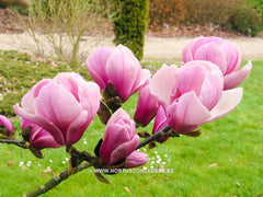 Magnolia 'Sangreal' - Heester - Hortus Conclusus  - 6