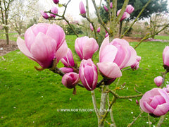 Magnolia 'Sangreal' - Heester - Hortus Conclusus  - 7