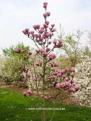 Magnolia 'Sangreal' - Heester - Hortus Conclusus  - 8