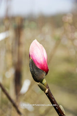 Magnolia 'Sangreal' - Heester - Hortus Conclusus  - 9