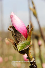 Magnolia 'Sangreal' - Heester - Hortus Conclusus  - 10