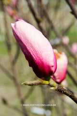 Magnolia 'Sangreal' - Heester - Hortus Conclusus  - 11
