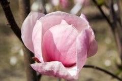 Magnolia 'Sangreal' - Heester - Hortus Conclusus  - 12