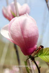 Magnolia 'Sangreal' - Heester - Hortus Conclusus  - 13