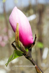 Magnolia 'Sangreal' - Heester - Hortus Conclusus  - 14