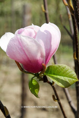 Magnolia 'Sangreal' - Heester - Hortus Conclusus  - 15