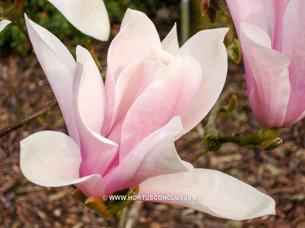 Magnolia 'Sayonara' - Sierboom - Hortus Conclusus  - 1