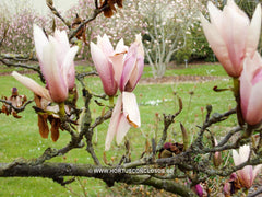 Magnolia 'Sayonara' - Sierboom - Hortus Conclusus  - 3