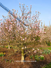 Magnolia 'Sayonara' - Sierboom - Hortus Conclusus  - 4