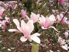 Magnolia 'Sayonara' - Sierboom - Hortus Conclusus  - 6