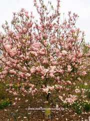 Magnolia 'Sayonara' - Sierboom - Hortus Conclusus  - 7