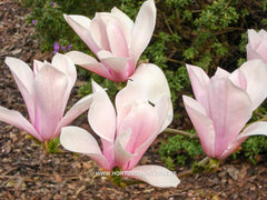 Magnolia 'Sayonara' - Sierboom - Hortus Conclusus  - 8