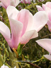 Magnolia 'Sayonara' - Sierboom - Hortus Conclusus  - 9