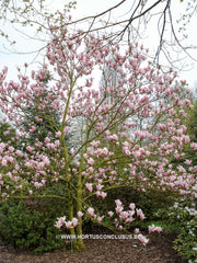 Magnolia 'Sayonara' - Sierboom - Hortus Conclusus  - 11
