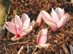 Magnolia 'Sayonara' - Sierboom - Hortus Conclusus  - 12