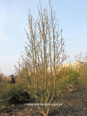 Magnolia 'Sentinel' - Sierboom - Hortus Conclusus  - 3