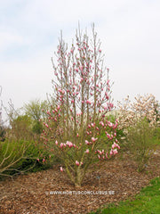 Magnolia 'Sentinel' - Sierboom - Hortus Conclusus  - 5