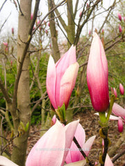 Magnolia 'Sentinel' - Sierboom - Hortus Conclusus  - 6