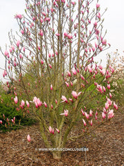 Magnolia 'Sentinel' - Sierboom - Hortus Conclusus  - 8