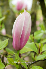 Magnolia 'Sentinel' - Sierboom - Hortus Conclusus  - 10