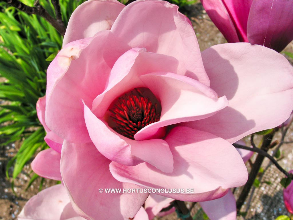 Magnolia 'Serene' - Sierboom - Hortus Conclusus  - 1
