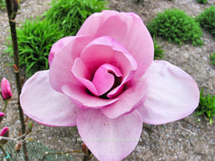 Magnolia 'Serene' - Sierboom - Hortus Conclusus  - 2