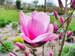 Magnolia 'Serene' - Sierboom - Hortus Conclusus  - 4