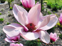 Magnolia 'Serene' - Sierboom - Hortus Conclusus  - 6