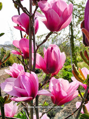 Magnolia 'Serene' - Sierboom - Hortus Conclusus  - 7