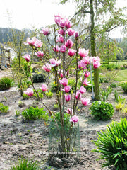 Magnolia 'Serene' - Sierboom - Hortus Conclusus  - 8