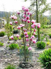 Magnolia 'Serene' - Sierboom - Hortus Conclusus  - 8